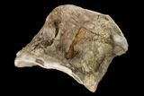 Fossil Xiphactinus (Cretaceous Fish) Vertebra - Kansas #139300-1
